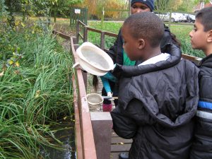 Cardfields pond dipping