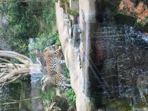 Cheetah at zoo
