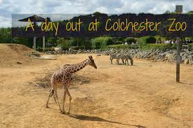 colchester zoo