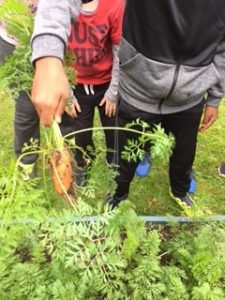 Pulling carrots from soil