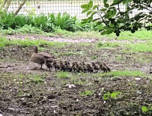 Ducks and ducklings in garden